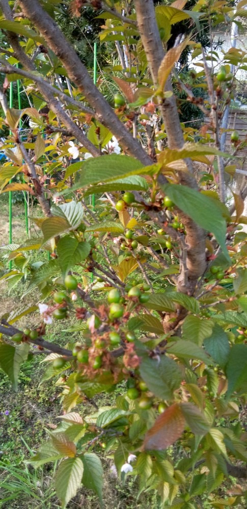 さくらんぼ🍒