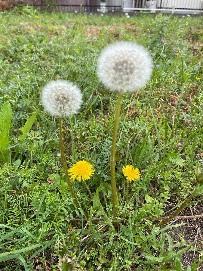 花倶楽部