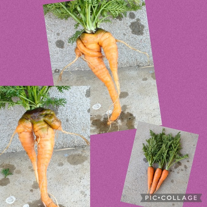 面白い人参🥕