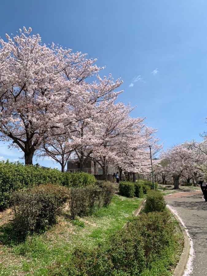 ✨桜と木々✨