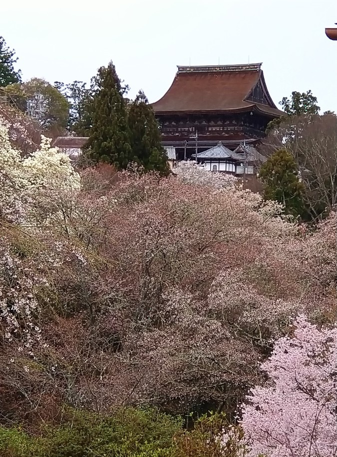 吉野の桜と金峰山寺