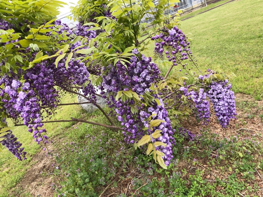 八重藤の花