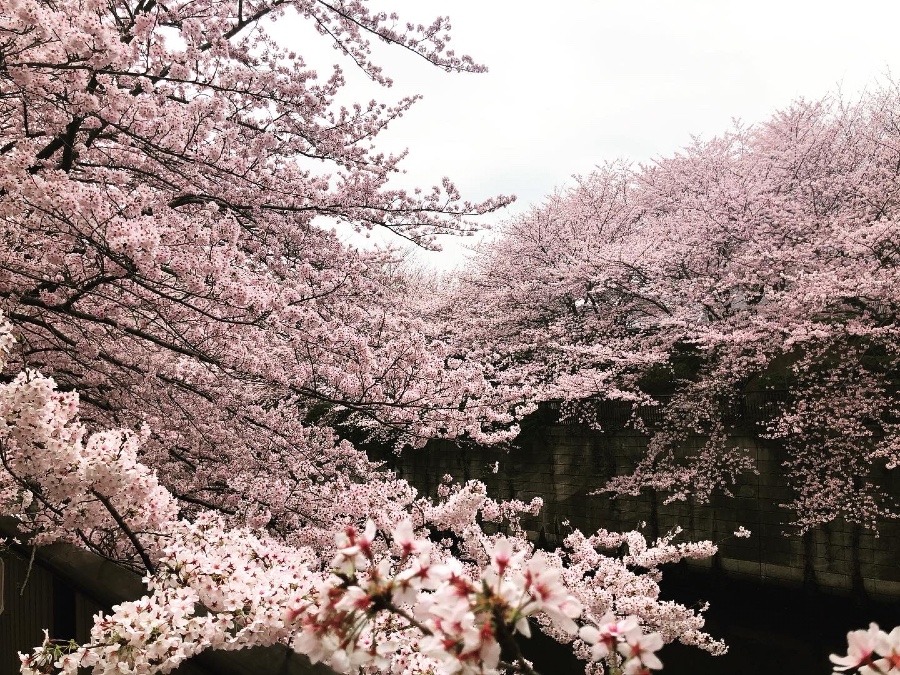 今年一番の🌸