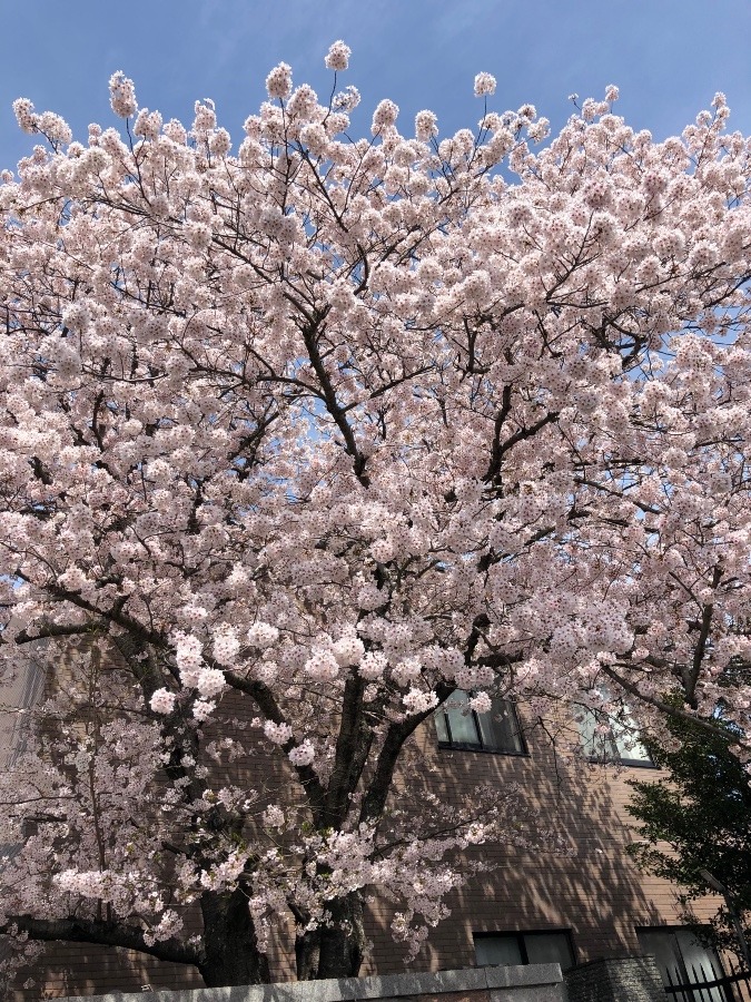 満開の桜