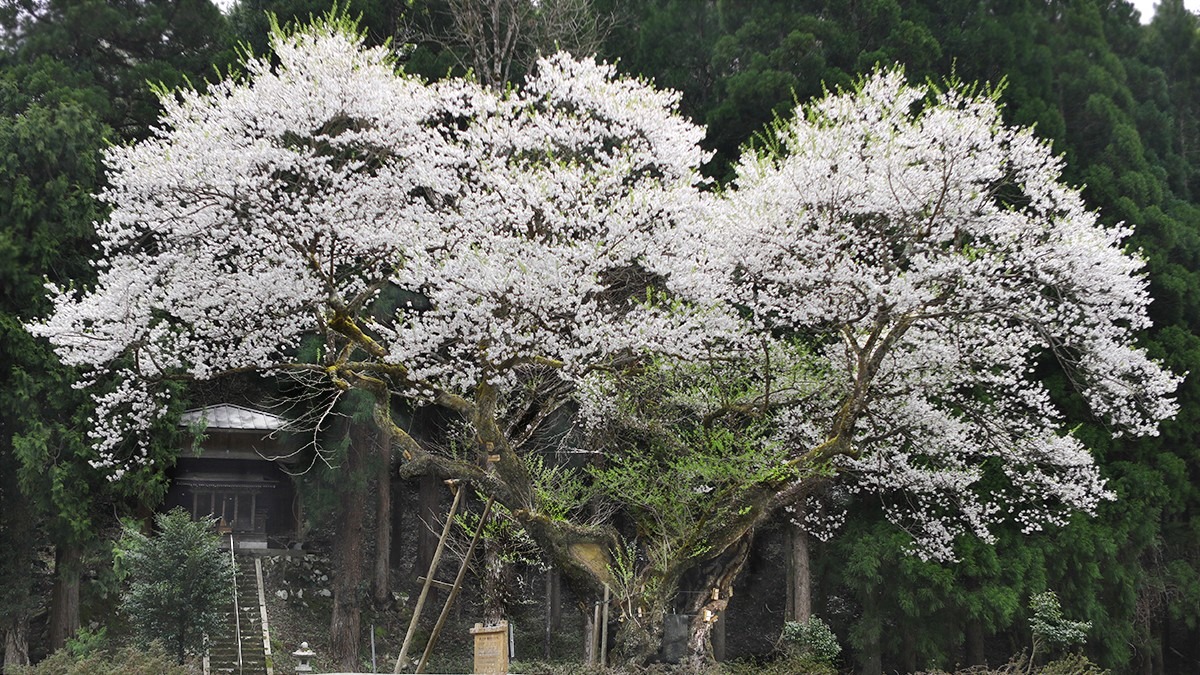 おまき桜