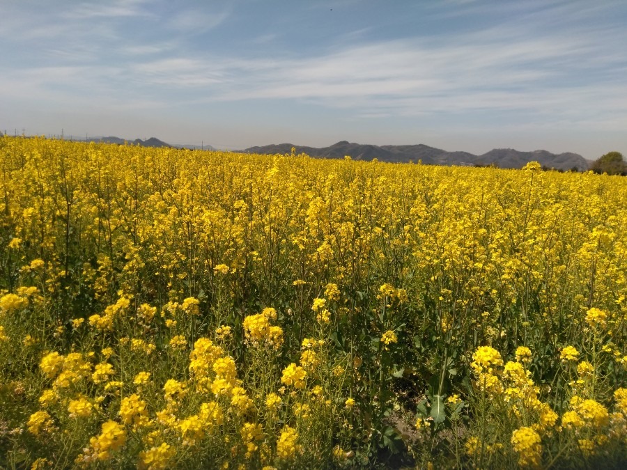 菜の花畑