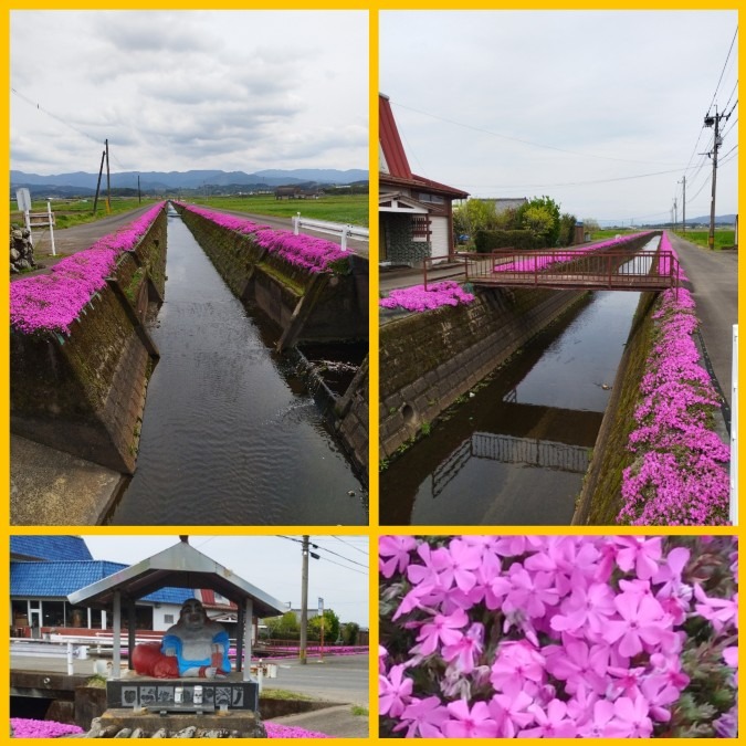 花倶楽部　芝桜🌸　全長なんと４km😀❗❗