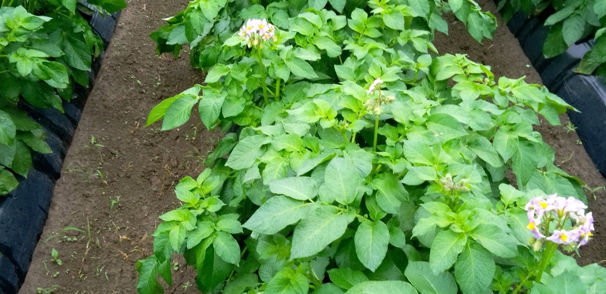 じゃがいもの花じゃがいも