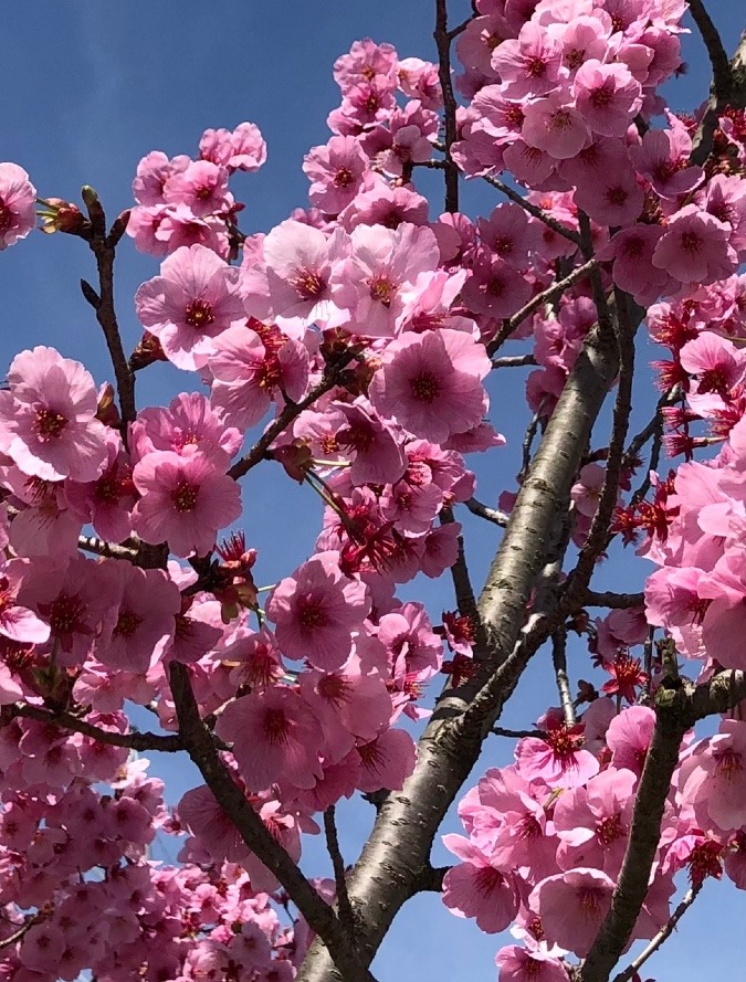 こちらの桜も🌸