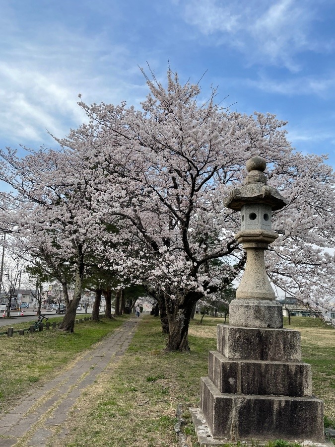 桜🌸/蒼柴神社表参道⛩