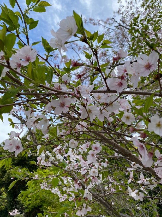 葉桜🌿🌸2022年4月3日