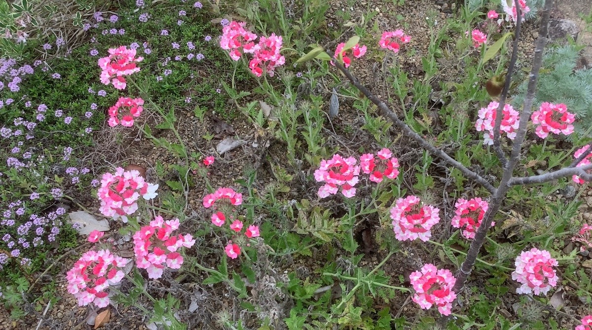 花倶楽部　バーベナ　(ピンクパフェ)