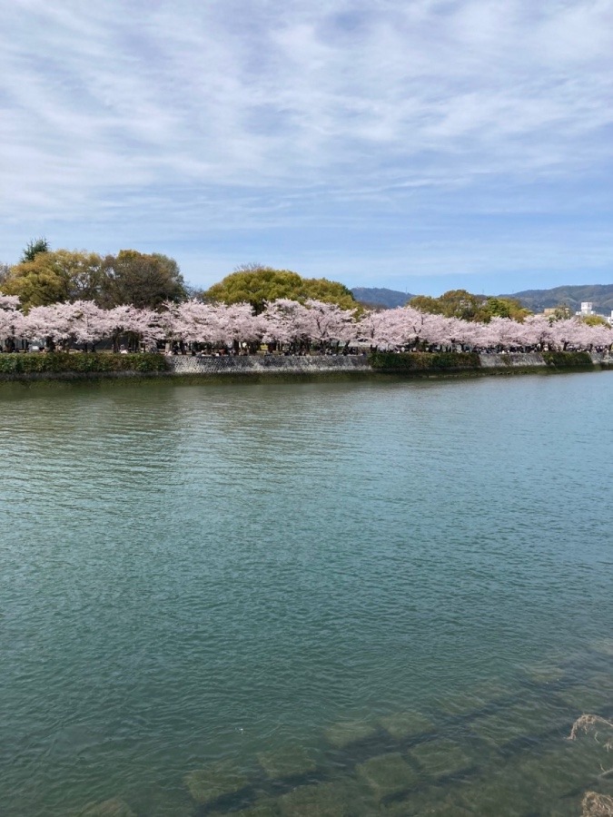 平和公園川沿い🌸