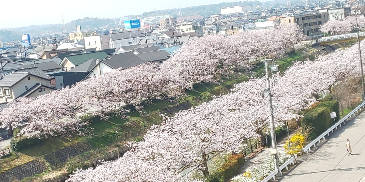 自宅近くの千本桜  満開