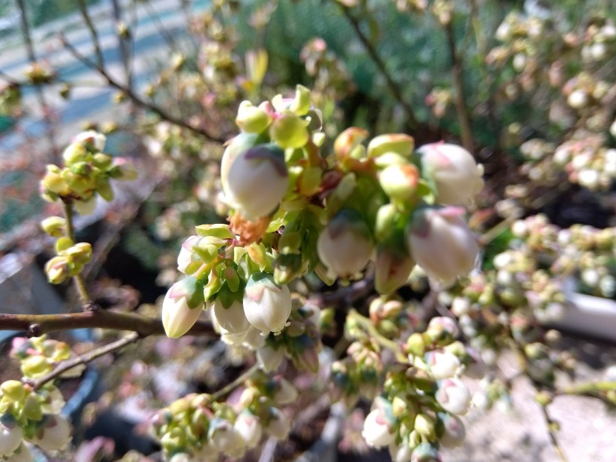 ベリーの花が咲いた　その１