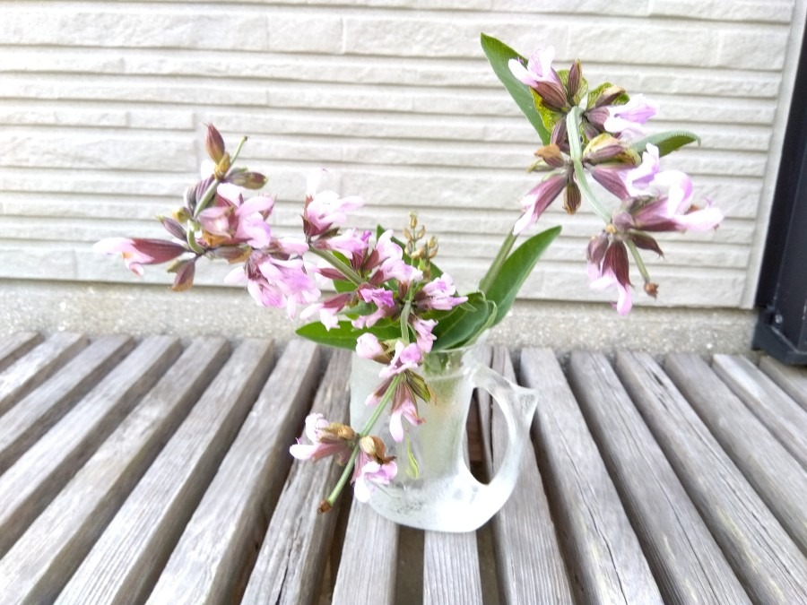 セージの花が咲いた💜