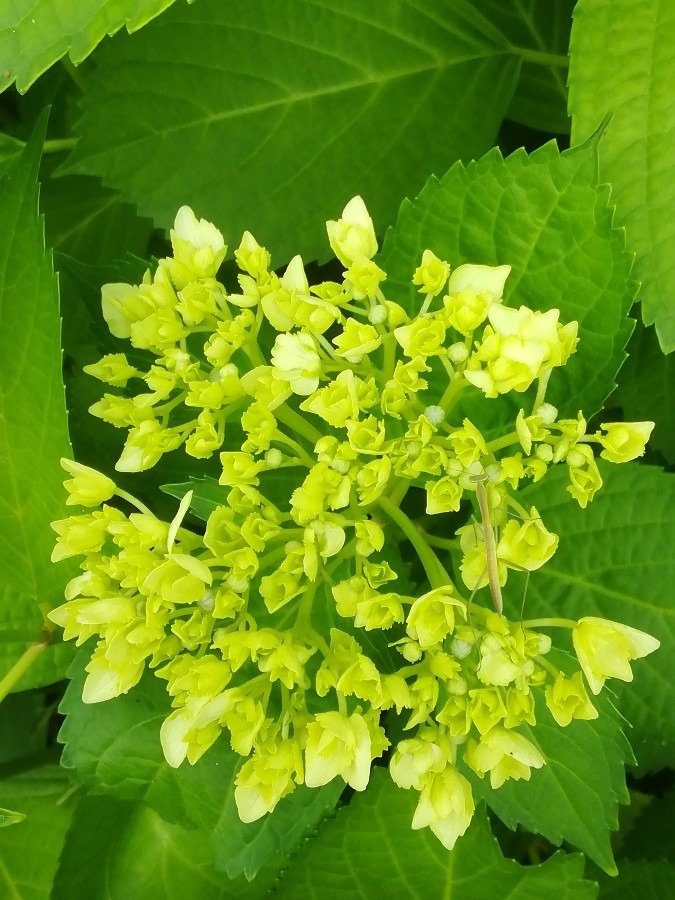 紫陽花とカマキリ