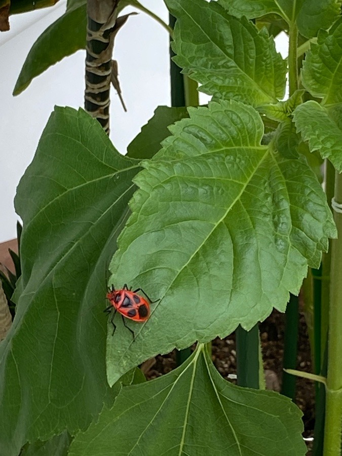 ヒマワリの葉っぱに鮮やかな虫