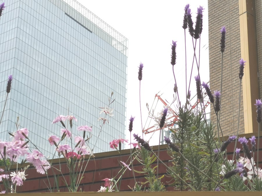 昨日、雨の赤坂　アークタワー近くの花たち