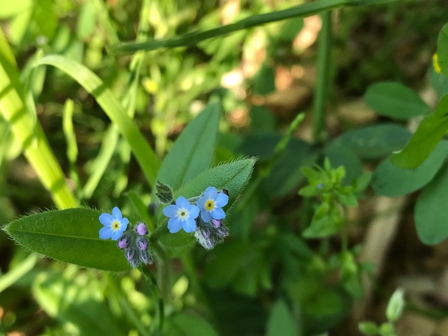 今年も咲いてるかわいい花💐☘️