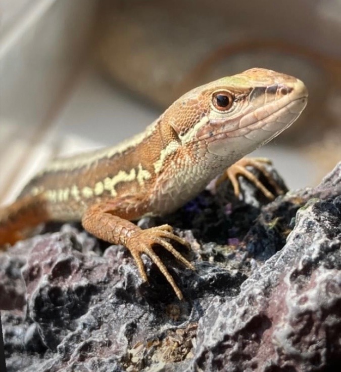 かなへびを飼う🦎