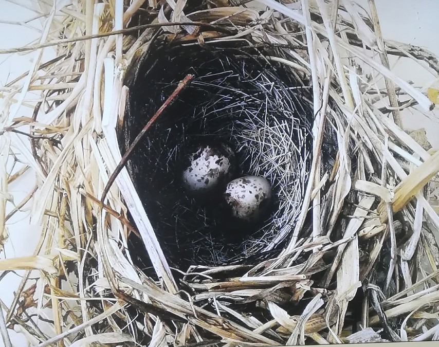 鳥の卵