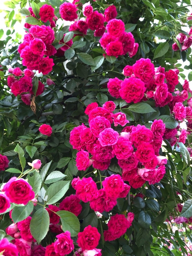 鶴舞公園の中の薔薇園