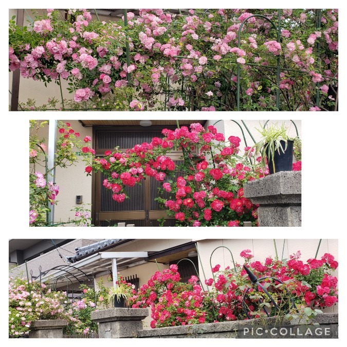 🌹薔薇のアーチ🌹