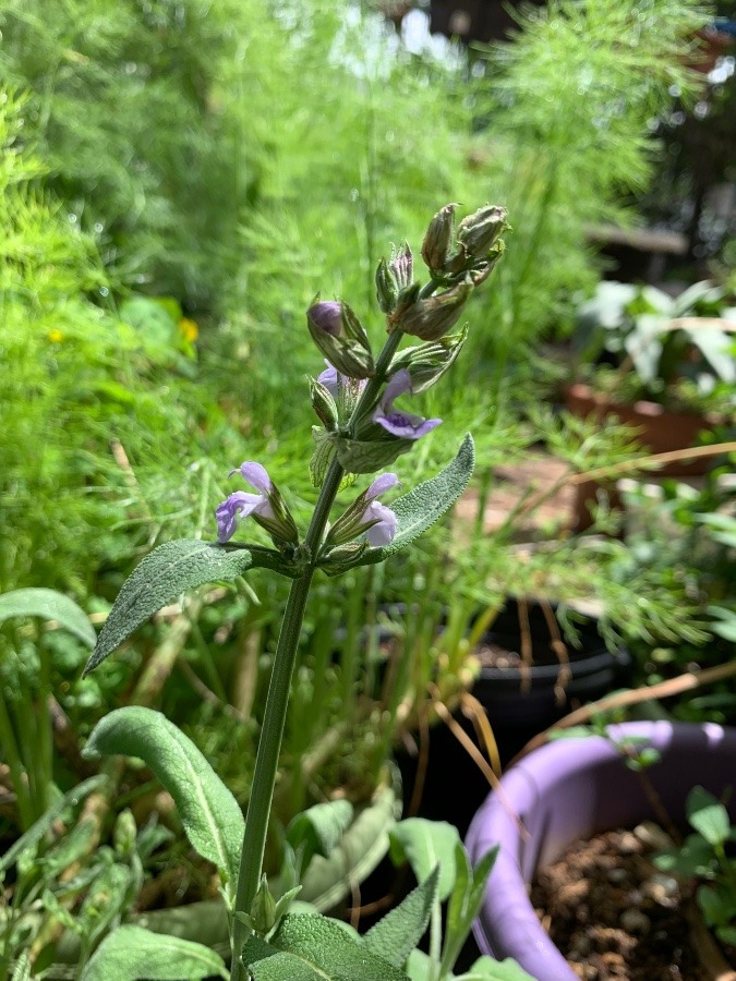 花倶楽部　セージ