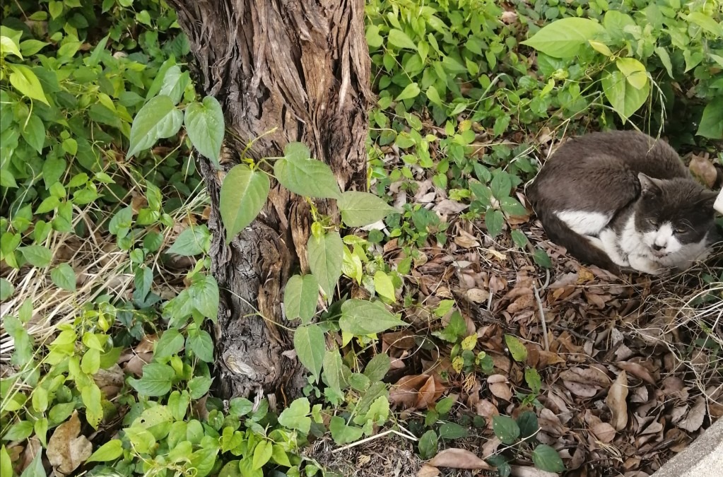 植え込みの野良猫