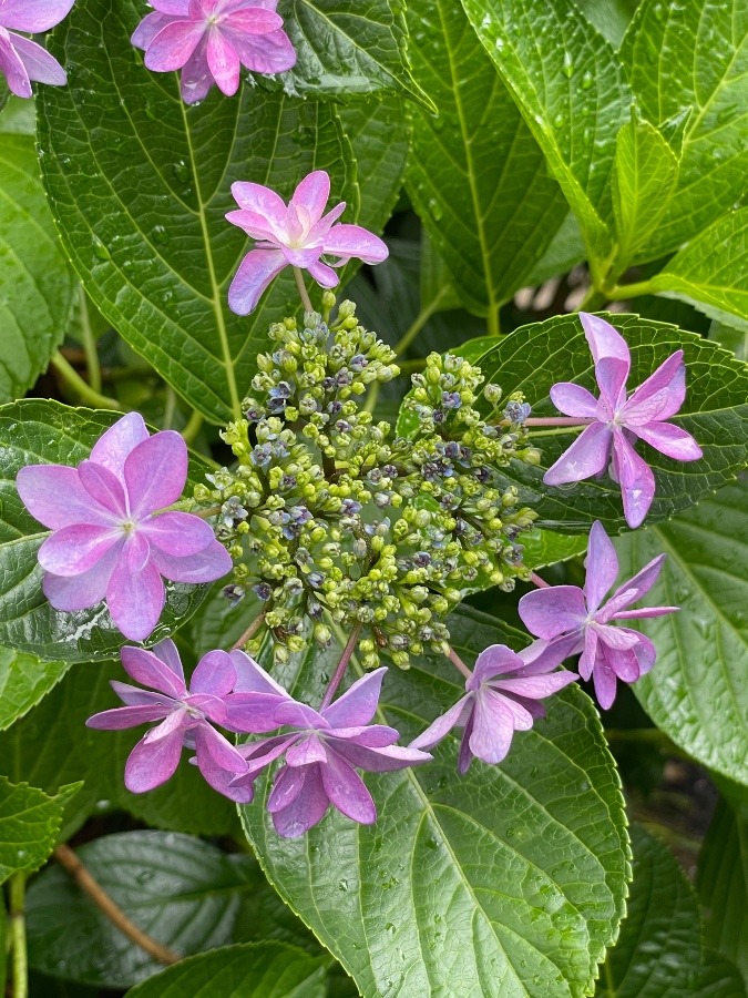 お寺の紫陽花④