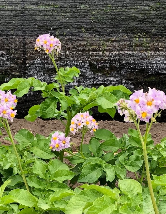 じゃがいもの花🌸