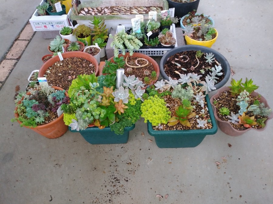 アイロニングのある風景【🌱多肉植物🌵】