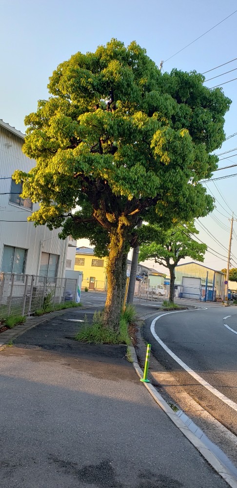 朝日にこんにちは☀️