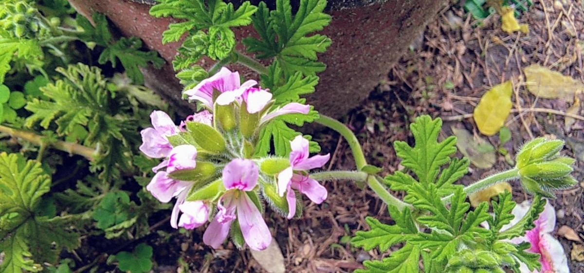 ゼラニウムの花が咲いてます。