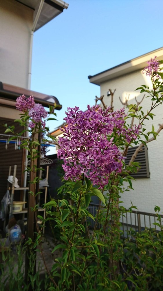 ライラックの花