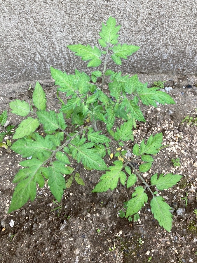 初めて植えたミニトマトの苗🍅