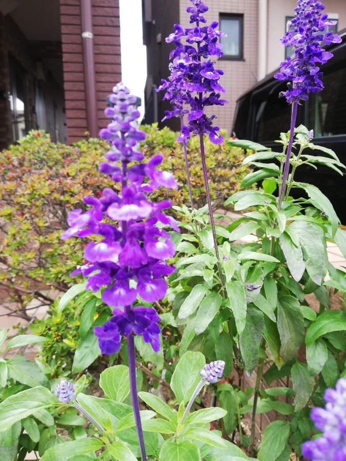 きれいな紫色の花🌷