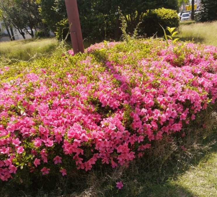 公園のつつじ