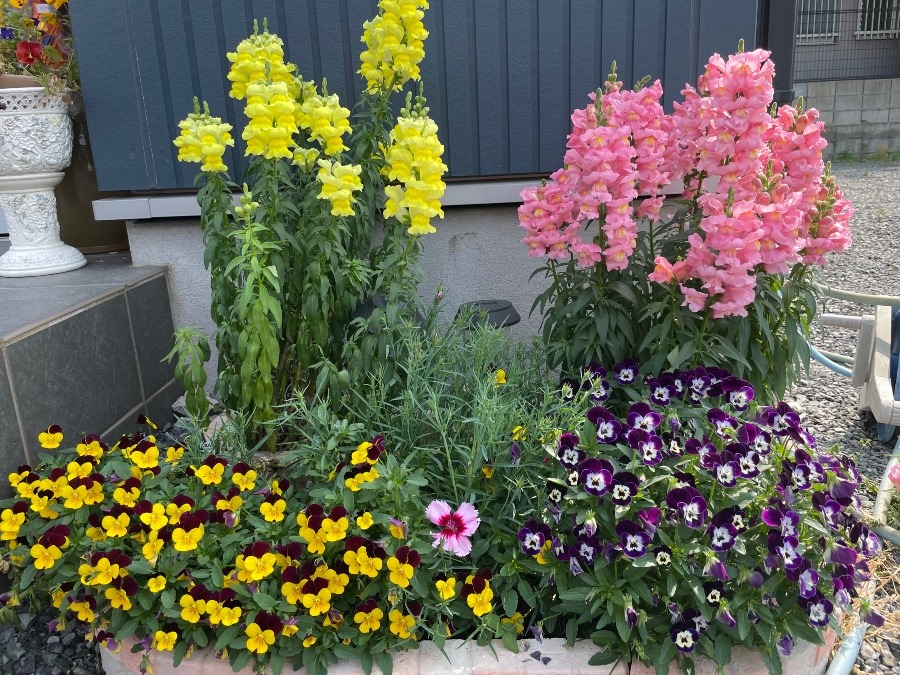 玄関横の花壇