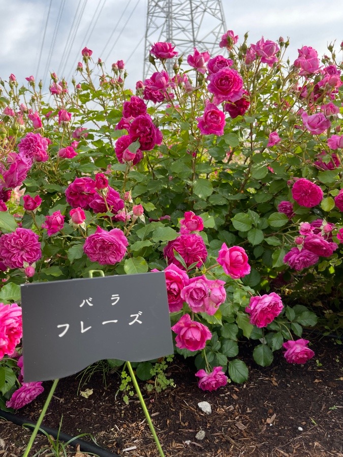 宮野前公園②