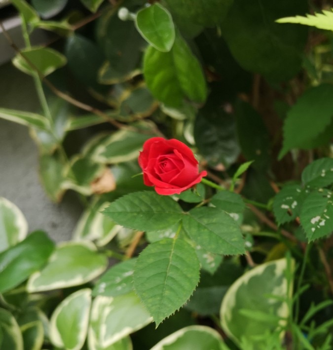 娘たちの家の花壇✨小さい薔薇