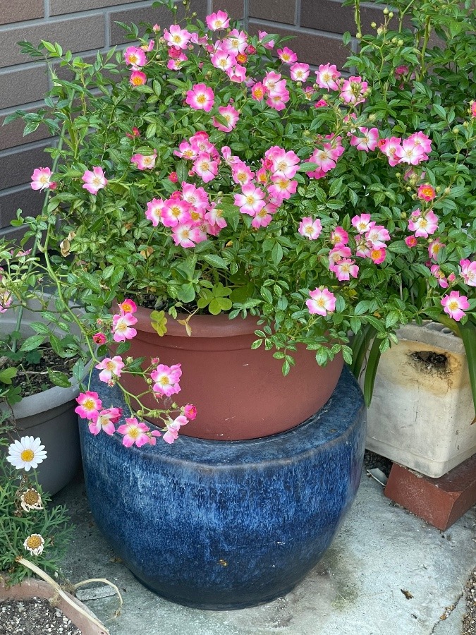 通勤途中のご近所さんちの花②