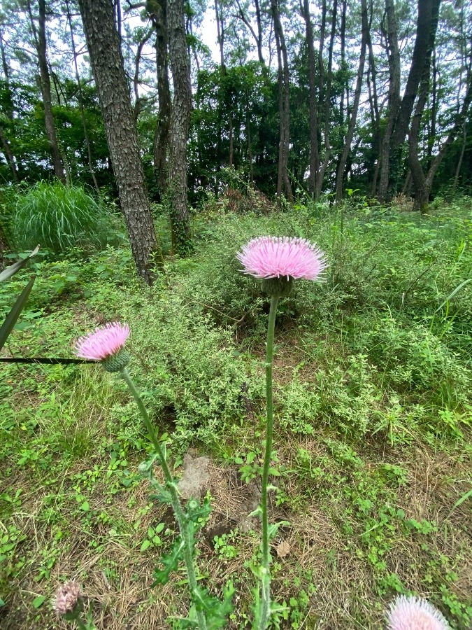 アザミの花