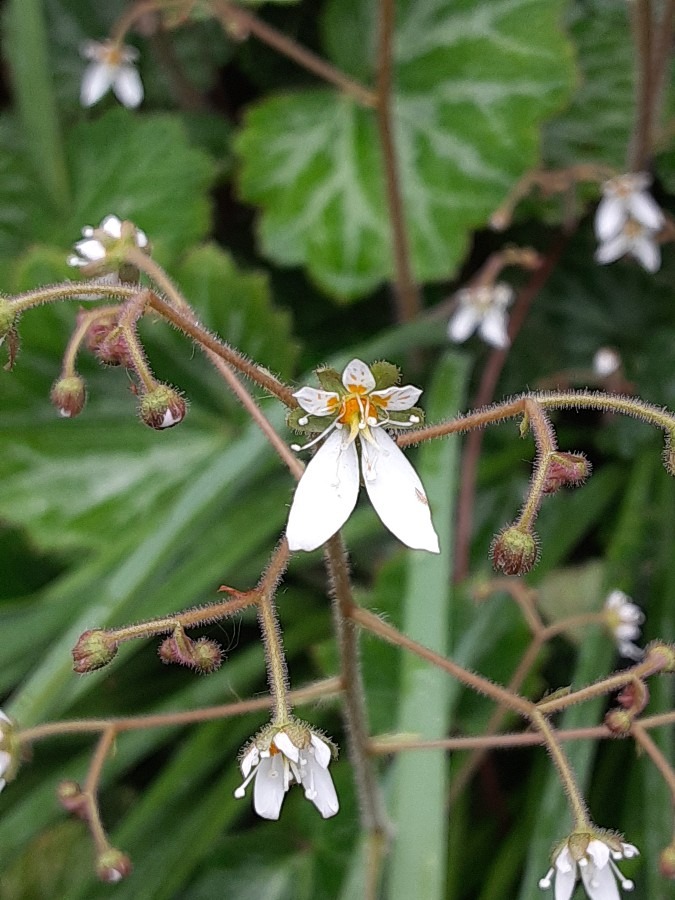 我が家の花(ユキノシタ🌼)