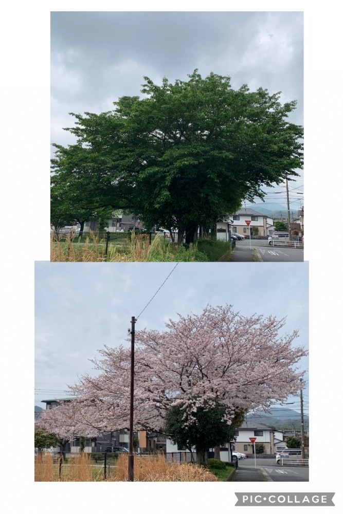 桜の樹