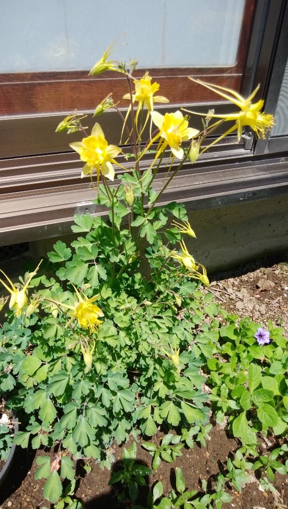 珍しい綺麗な、お花です！