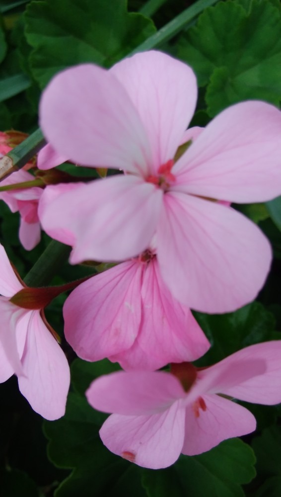 四つの花びら