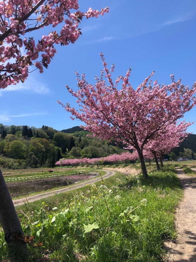 八重桜