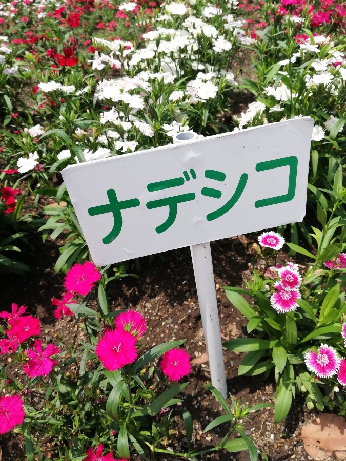 この花！🥀